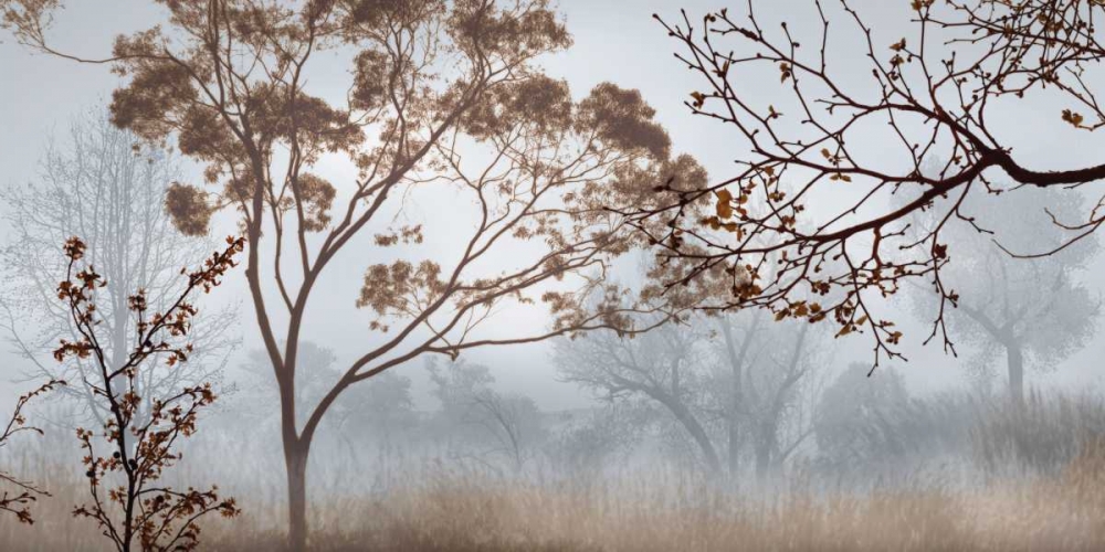 Early Morning Mist II art print by John Seba for $57.95 CAD