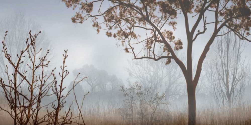 Early Morning Mist I art print by John Seba for $57.95 CAD