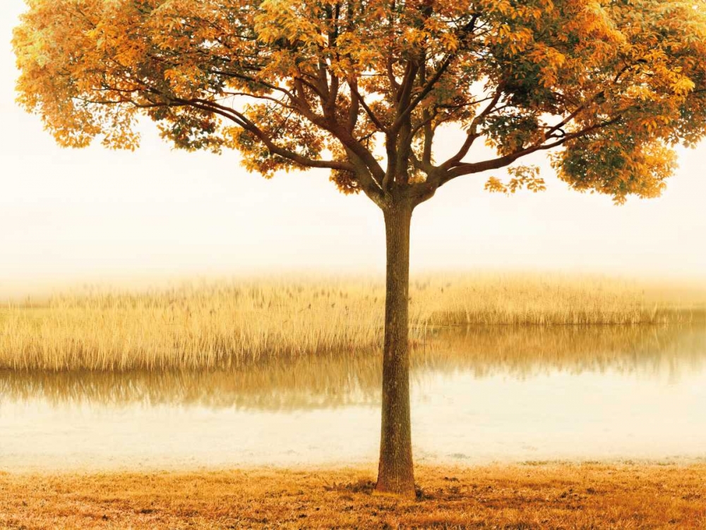 Golden Morning I art print by John Seba for $57.95 CAD