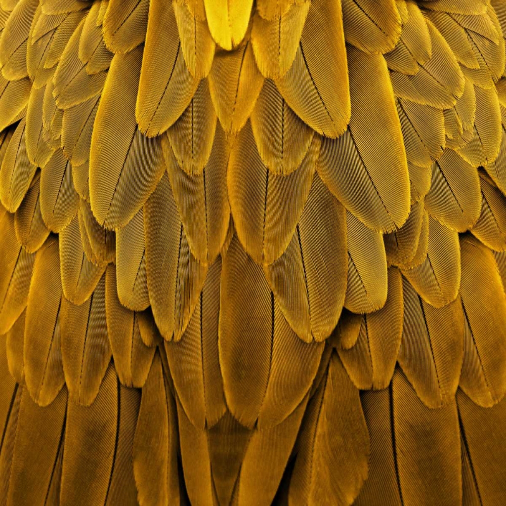 Feathered Friend - Golden art print by Julia Bosco for $57.95 CAD