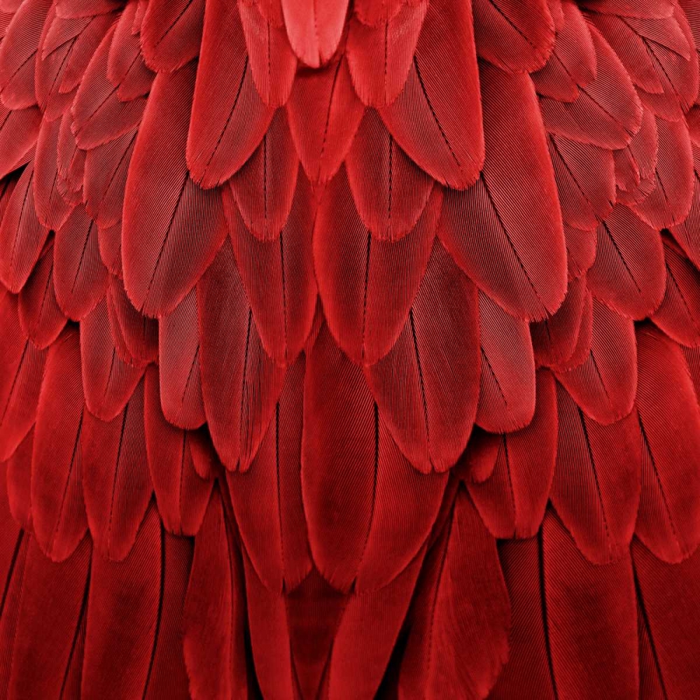 Feathered Friend - Red art print by Julia Bosco for $57.95 CAD