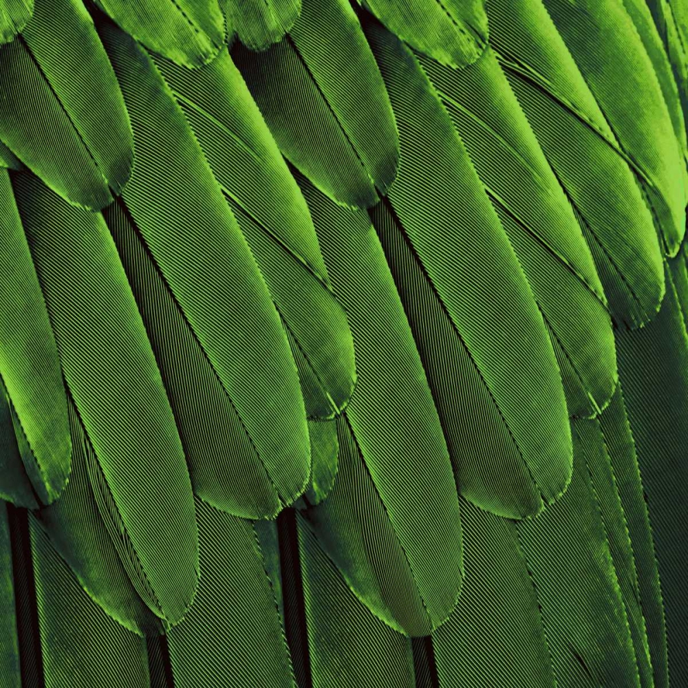 Feathered Friend - Green art print by Julia Bosco for $57.95 CAD