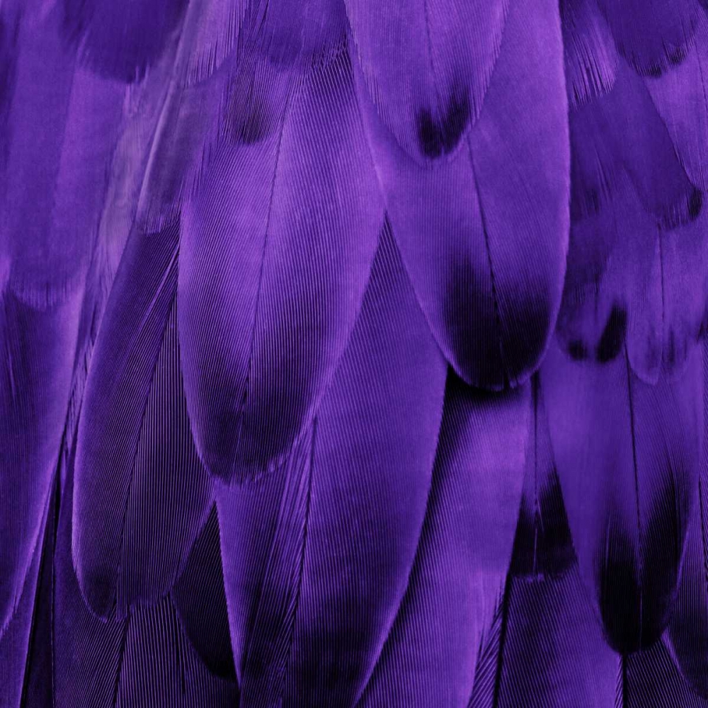 Feathered Friend - Purple art print by Julia Bosco for $57.95 CAD