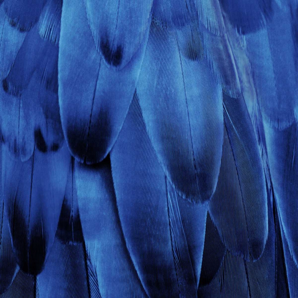 Feathered Friend - Indigo art print by Julia Bosco for $57.95 CAD