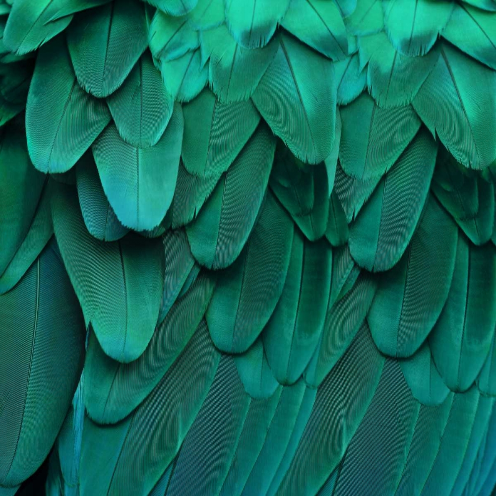 Feathered Friend - Aqua art print by Julia Bosco for $57.95 CAD