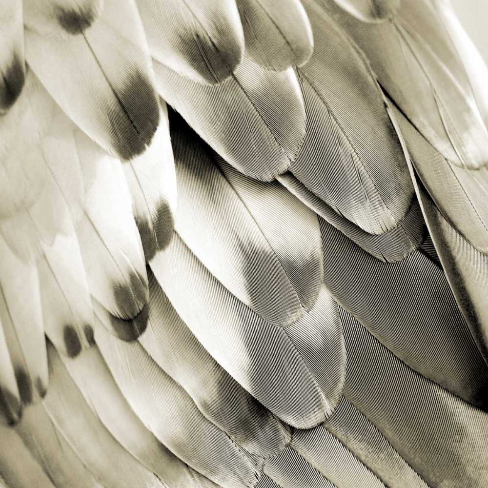 Feathered Friend - Pearl I art print by Julia Bosco for $57.95 CAD