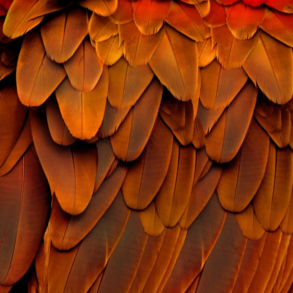 Feathered Friend - Burnt Orang art print by Julia Bosco for $57.95 CAD