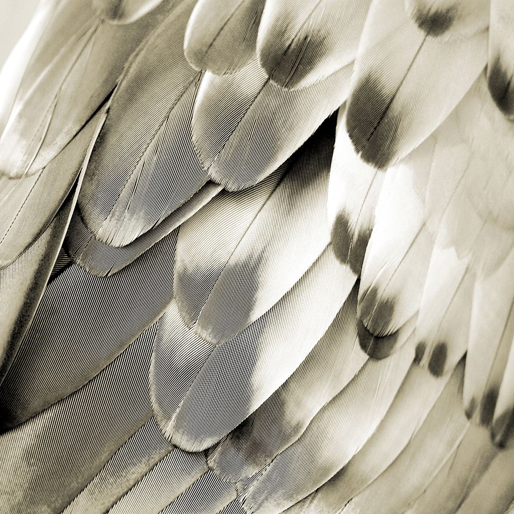 Feathered Friend - Pearl IV art print by Julia Bosco for $57.95 CAD