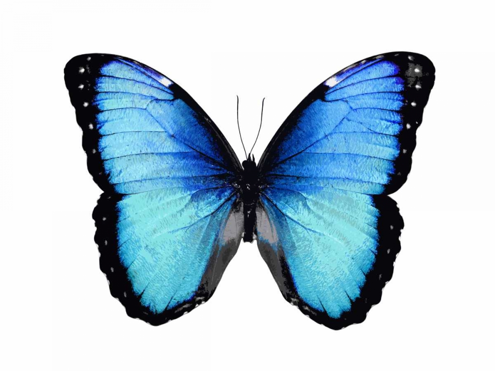 Vibrant Butterfly II art print by Julia Bosco for $57.95 CAD