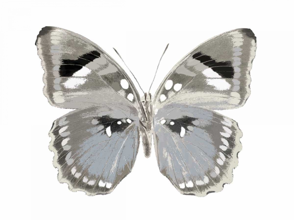Butterfly in Grey II art print by Julia Bosco for $57.95 CAD