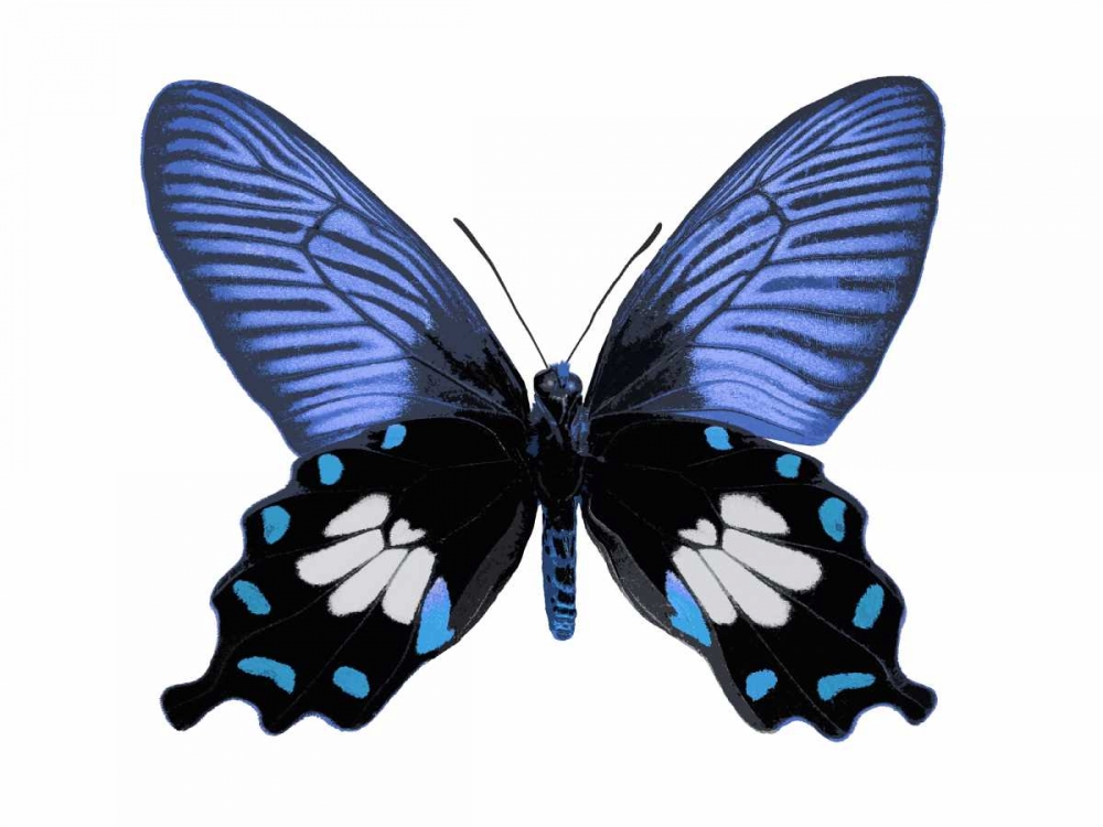 Vibrant Butterfly III art print by Julia Bosco for $57.95 CAD