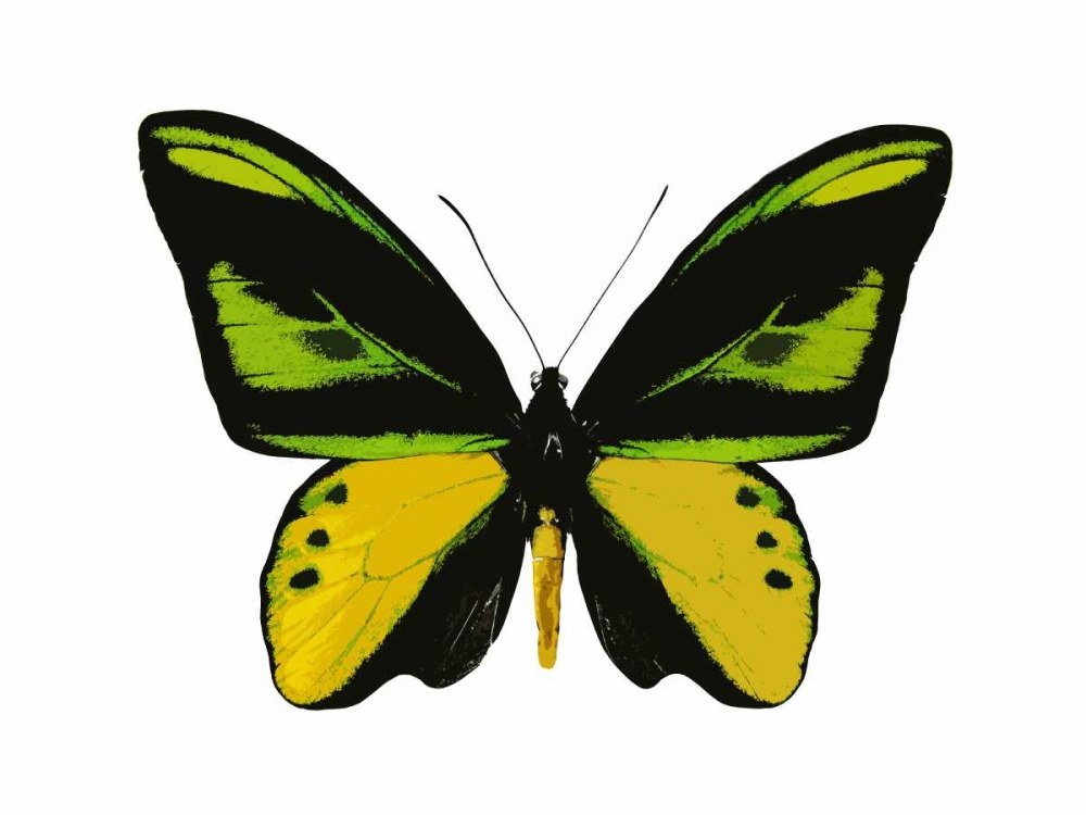 Vibrant Butterfly VII art print by Julia Bosco for $57.95 CAD