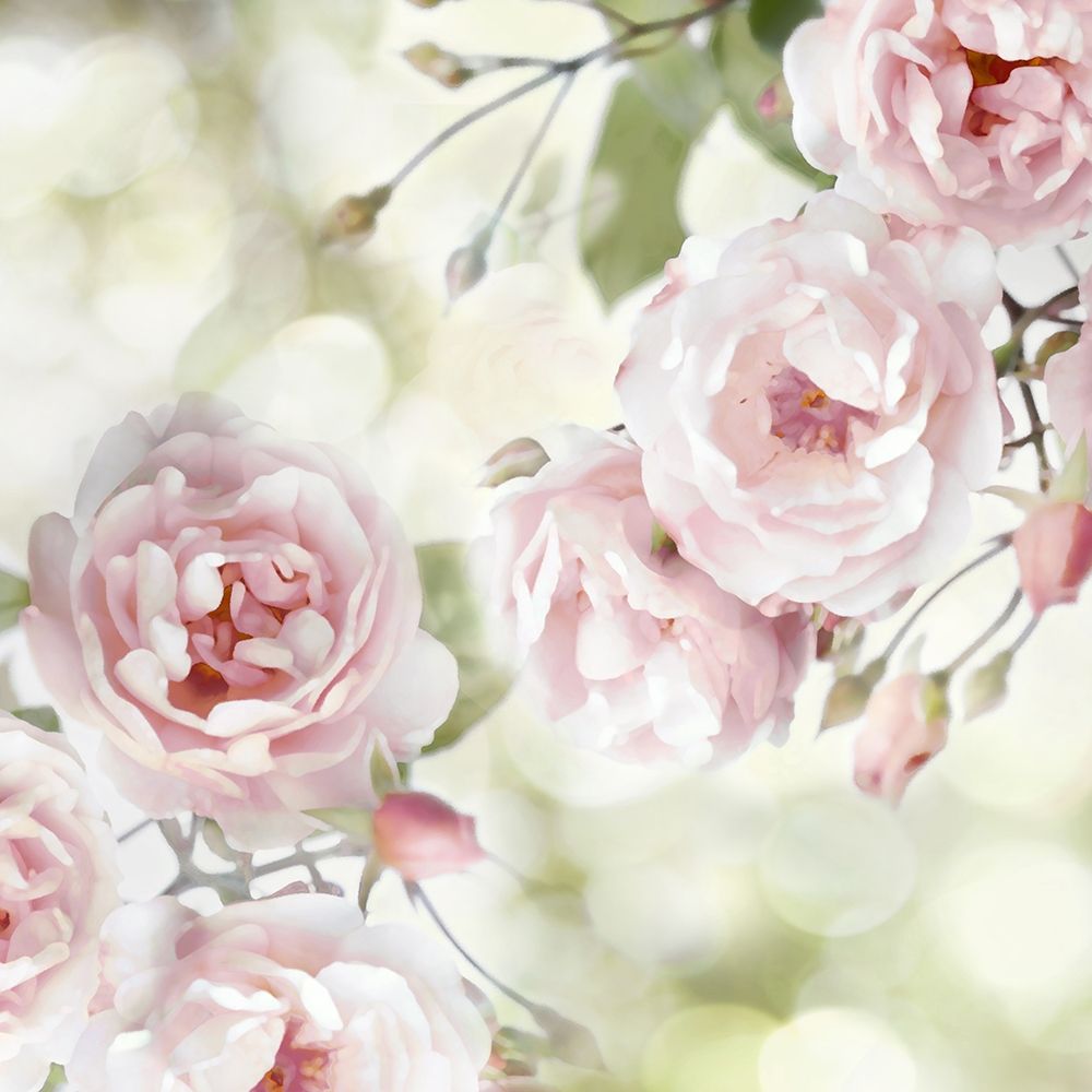 Pink Rose Garden I art print by Joanna Lane for $57.95 CAD
