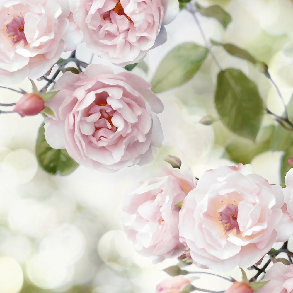 Pink Rose Garden II art print by Joanna Lane for $57.95 CAD