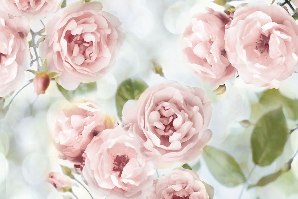 Pink Rose Garden III art print by Joanna Lane for $57.95 CAD
