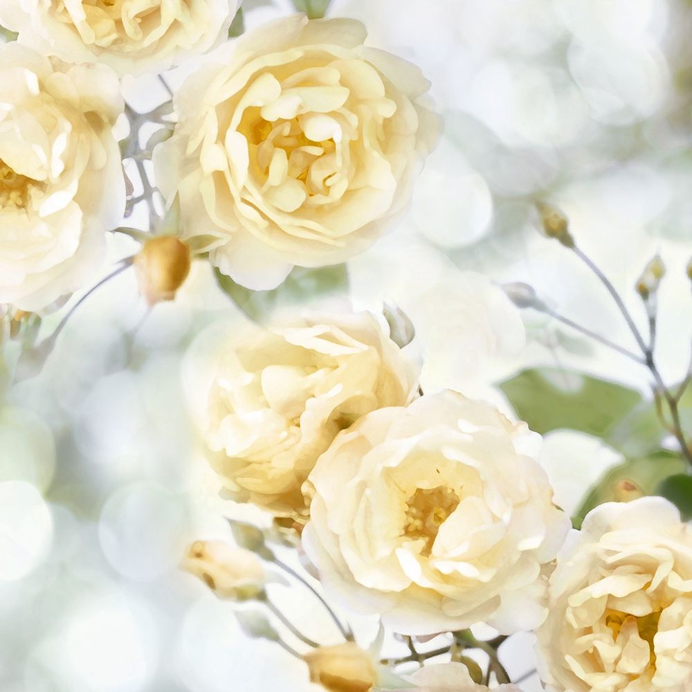 Yellow Rose Garden I art print by Joanna Lane for $57.95 CAD