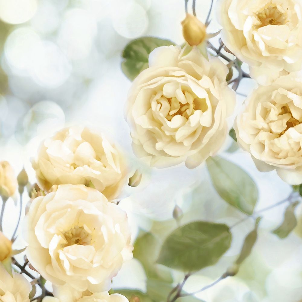 Yellow Rose Garden II art print by Joanna Lane for $57.95 CAD
