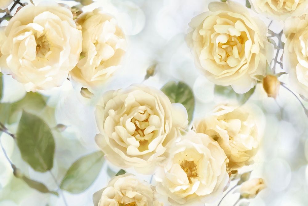 Yellow Rose Garden III art print by Joanna Lane for $57.95 CAD
