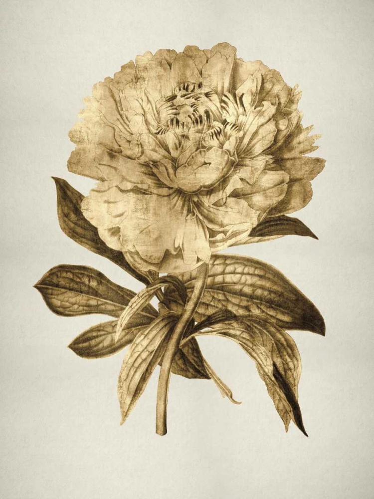 Gold Tulip II art print by Kate Bennett for $57.95 CAD