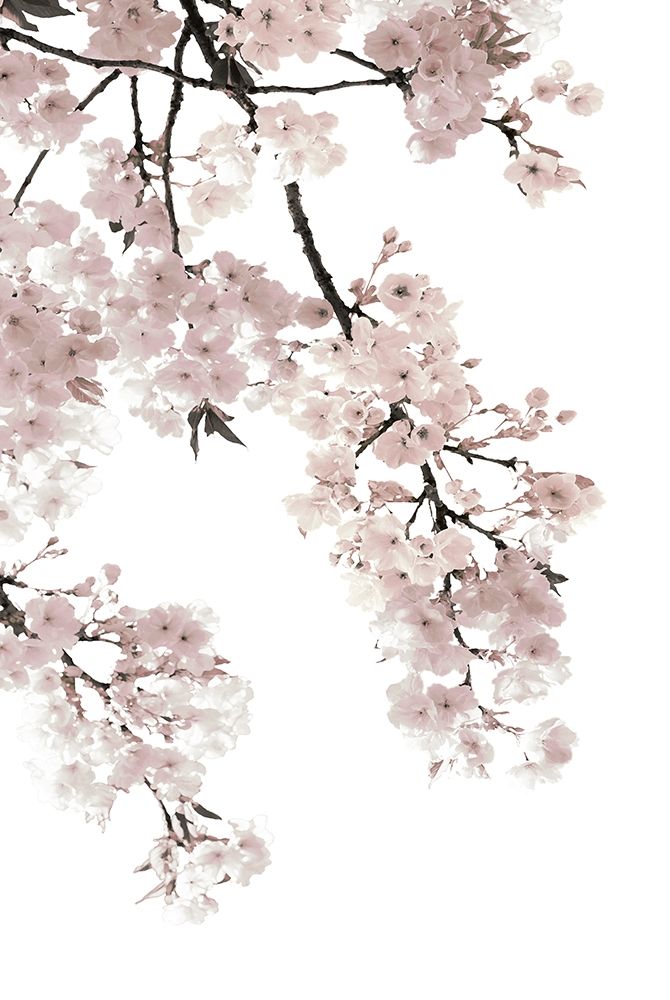 Pink Blossoms on White I art print by Kate Bennett for $57.95 CAD