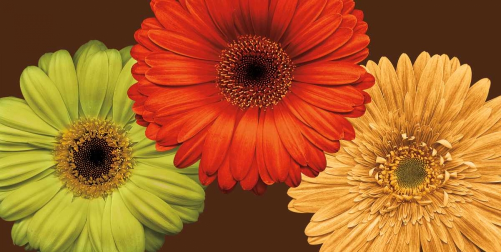 Daisy Trio art print by Lindsay Blake for $57.95 CAD