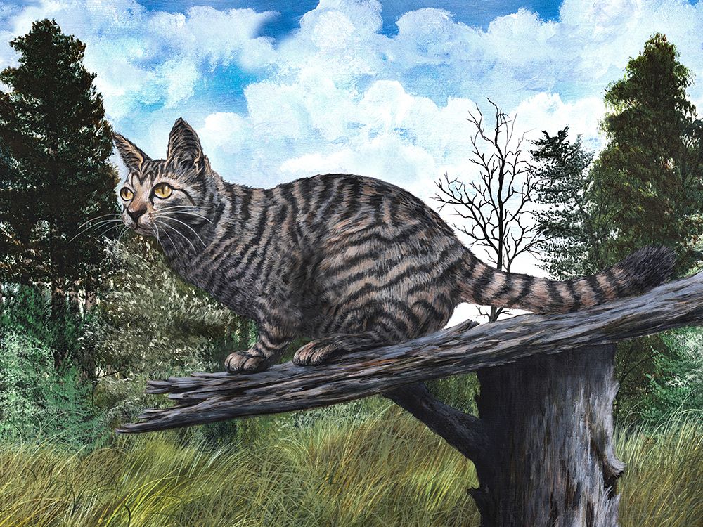 Feline Focus art print by Linda Sullivan Mataya for $57.95 CAD