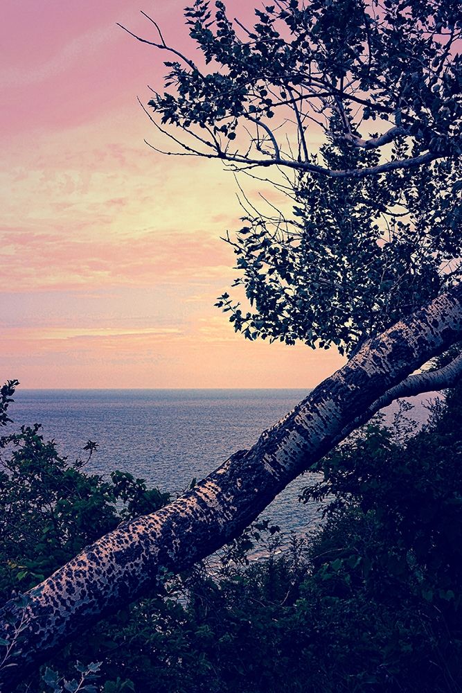 Birch At The Overlook art print by Michelle Calkins for $57.95 CAD
