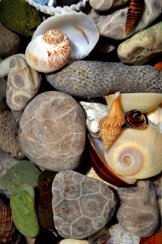 Petoskey Stones II art print by Michelle Calkins for $57.95 CAD