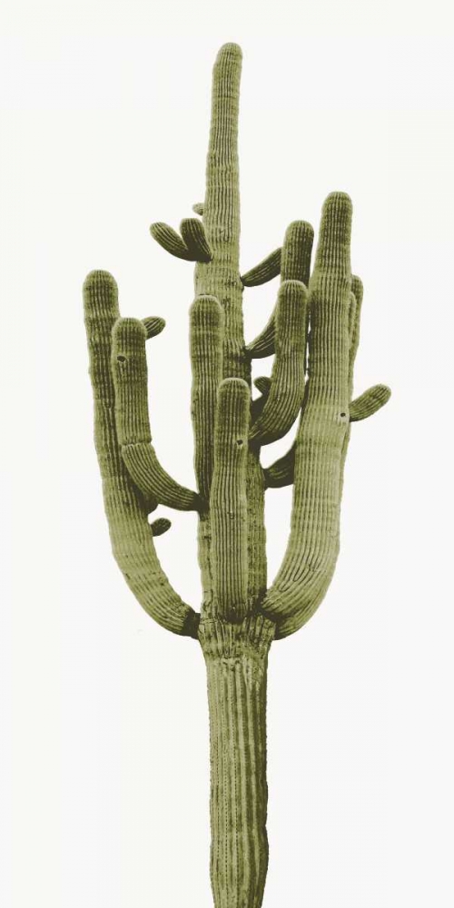 Saguaro II art print by Mia Jensen for $57.95 CAD