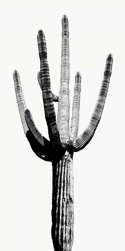 Saguaro Black and White I art print by Mia Jensen for $57.95 CAD