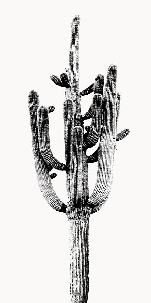 Saguaro Black and White II art print by Mia Jensen for $57.95 CAD