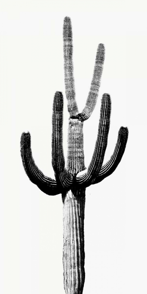 Saguaro Black and White III art print by Mia Jensen for $57.95 CAD