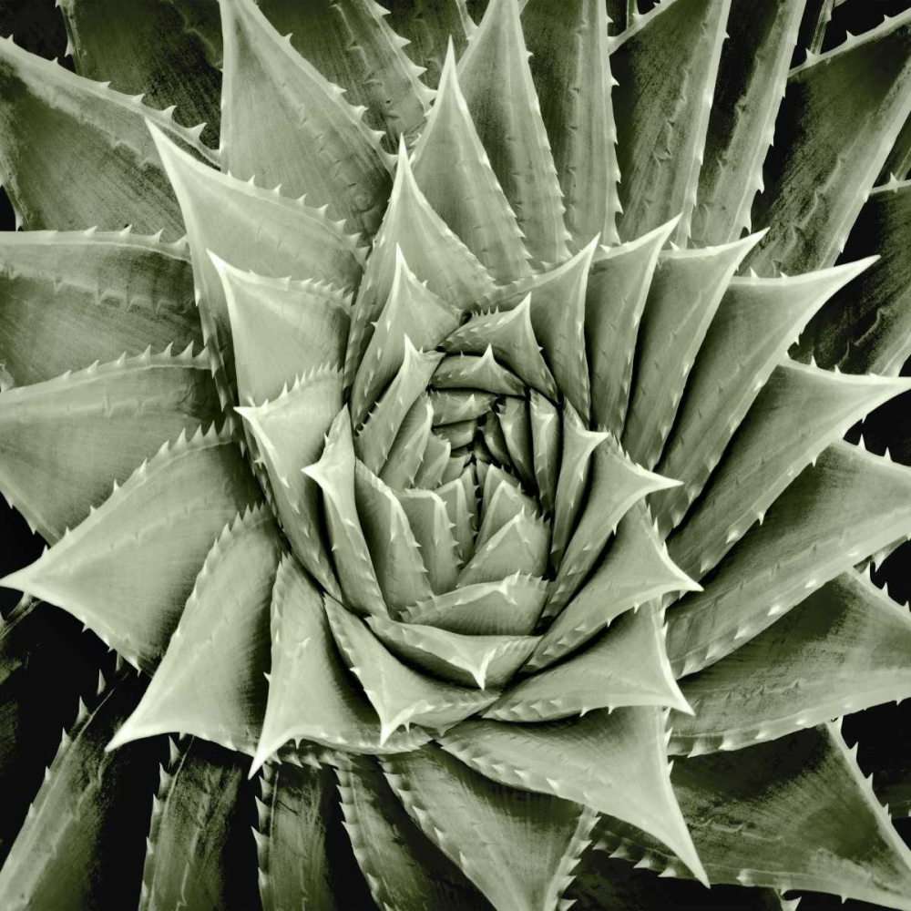 Green Succulent I art print by Mia Jensen for $57.95 CAD