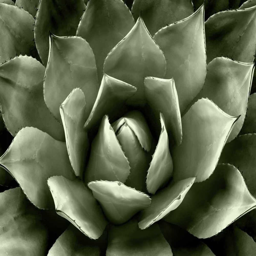 Green Succulent II art print by Mia Jensen for $57.95 CAD