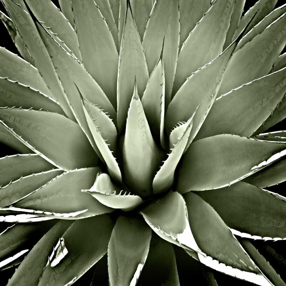 Green Succulent III art print by Mia Jensen for $57.95 CAD