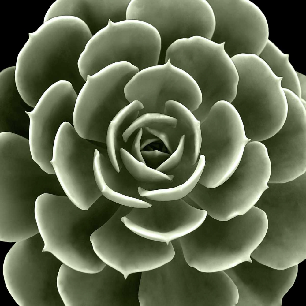 Green Succulent IV art print by Mia Jensen for $57.95 CAD