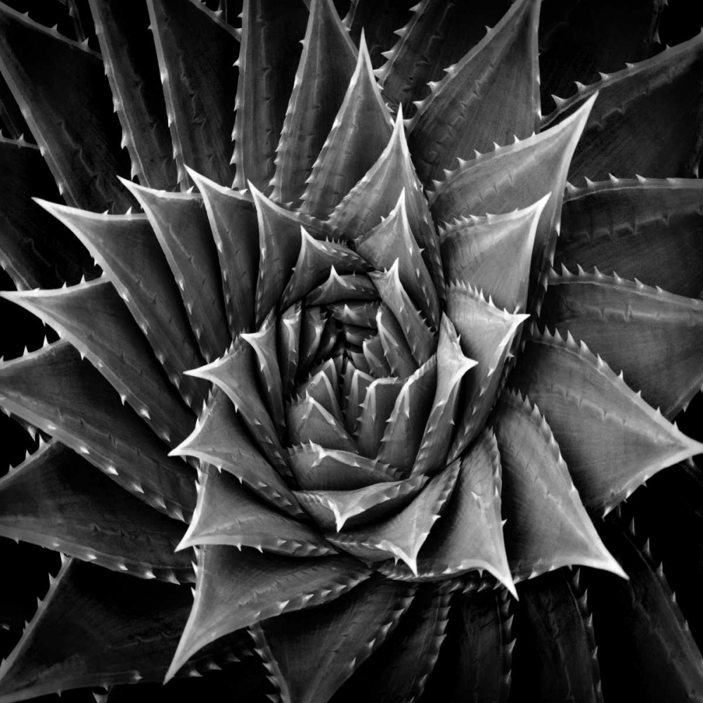 Succulent I art print by Mia Jensen for $57.95 CAD