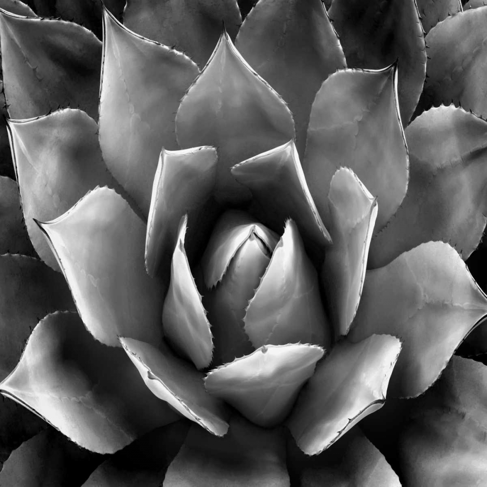 Succulent II art print by Mia Jensen for $57.95 CAD