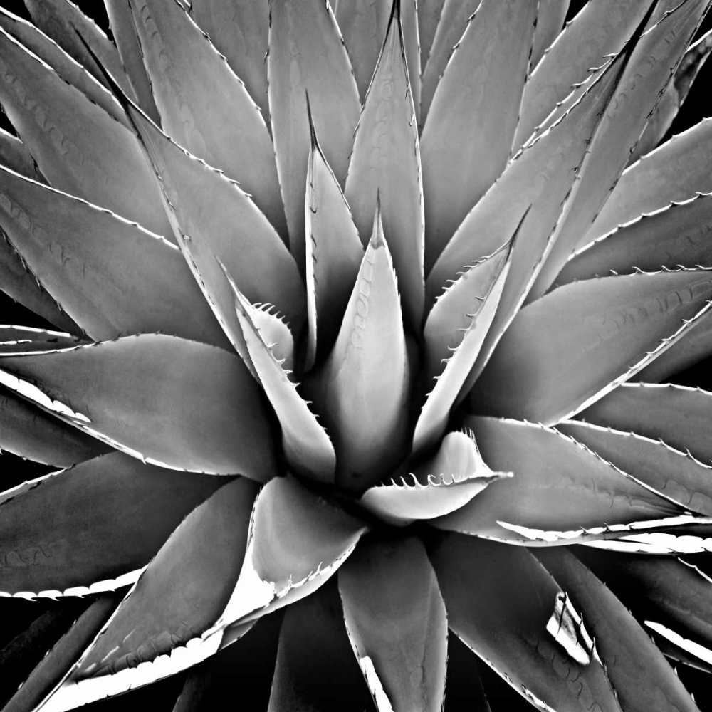 Succulent III art print by Mia Jensen for $57.95 CAD