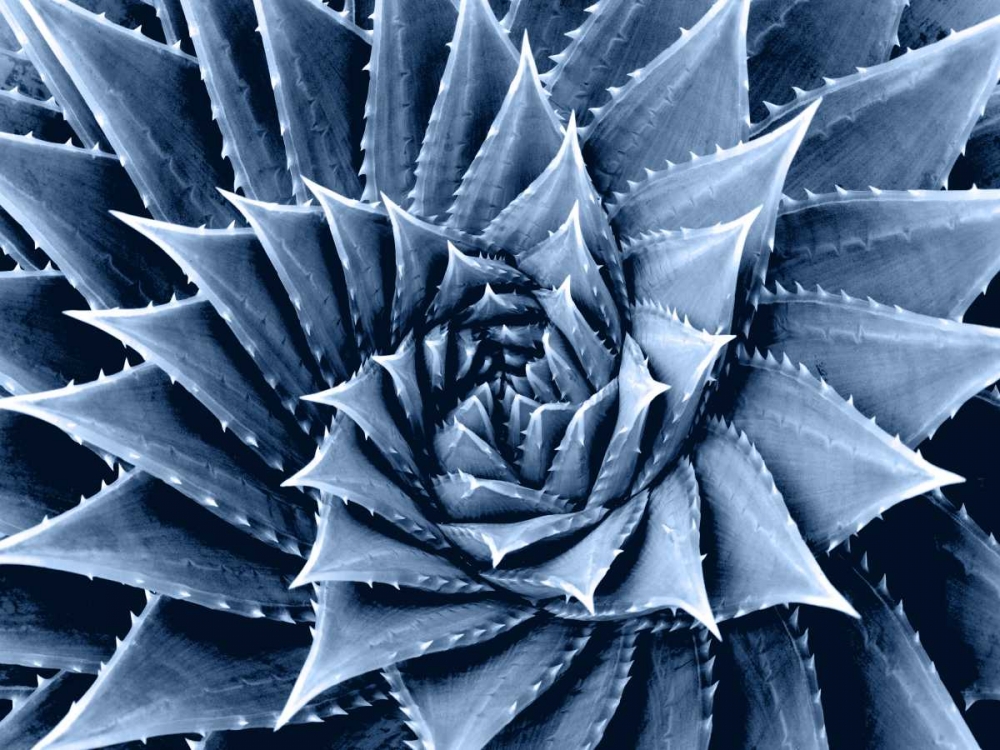 Succulent Indigo I art print by Mia Jensen for $57.95 CAD