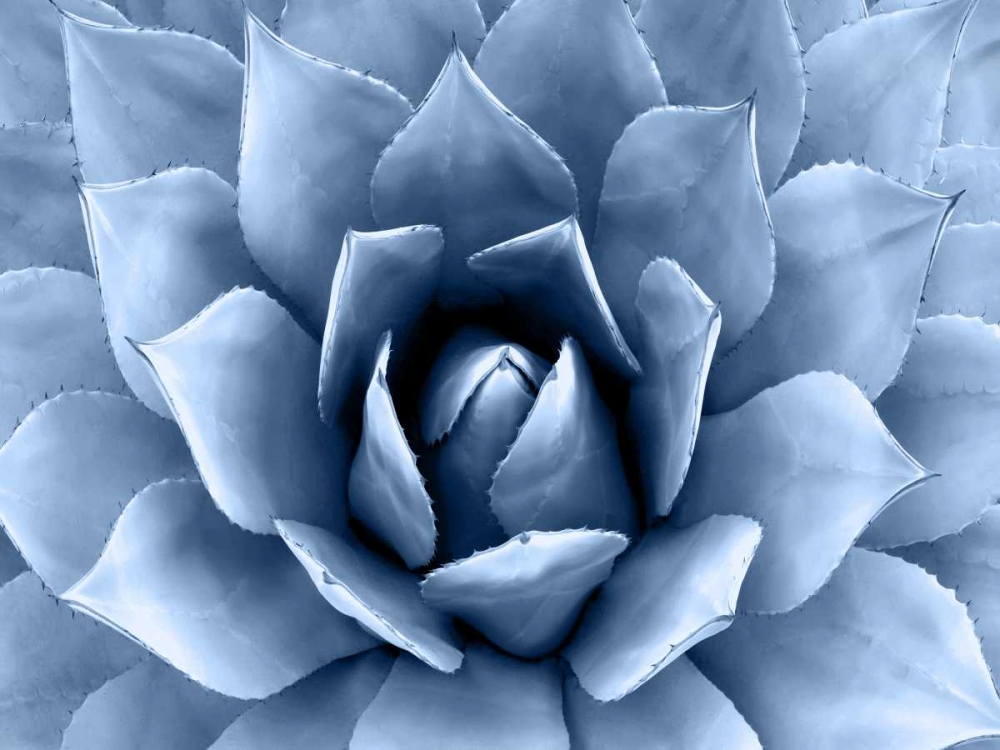 Succulent Indigo II art print by Mia Jensen for $57.95 CAD