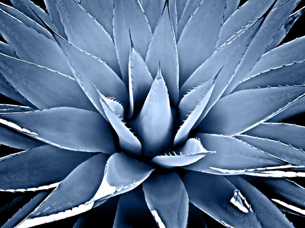 Succulent Indigo III art print by Mia Jensen for $57.95 CAD