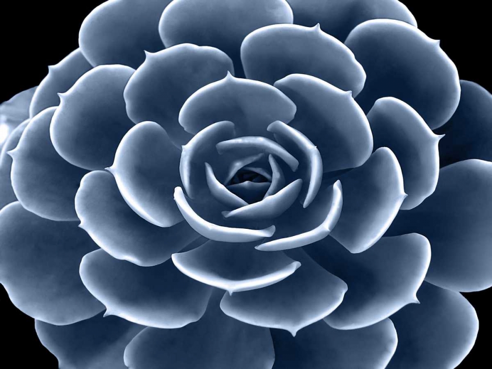 Succulent Indigo IV art print by Mia Jensen for $57.95 CAD