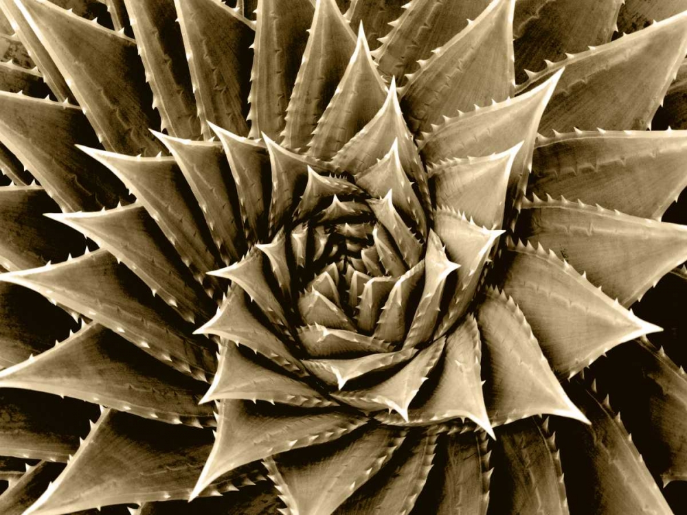 Succulent Taupe I art print by Mia Jensen for $57.95 CAD