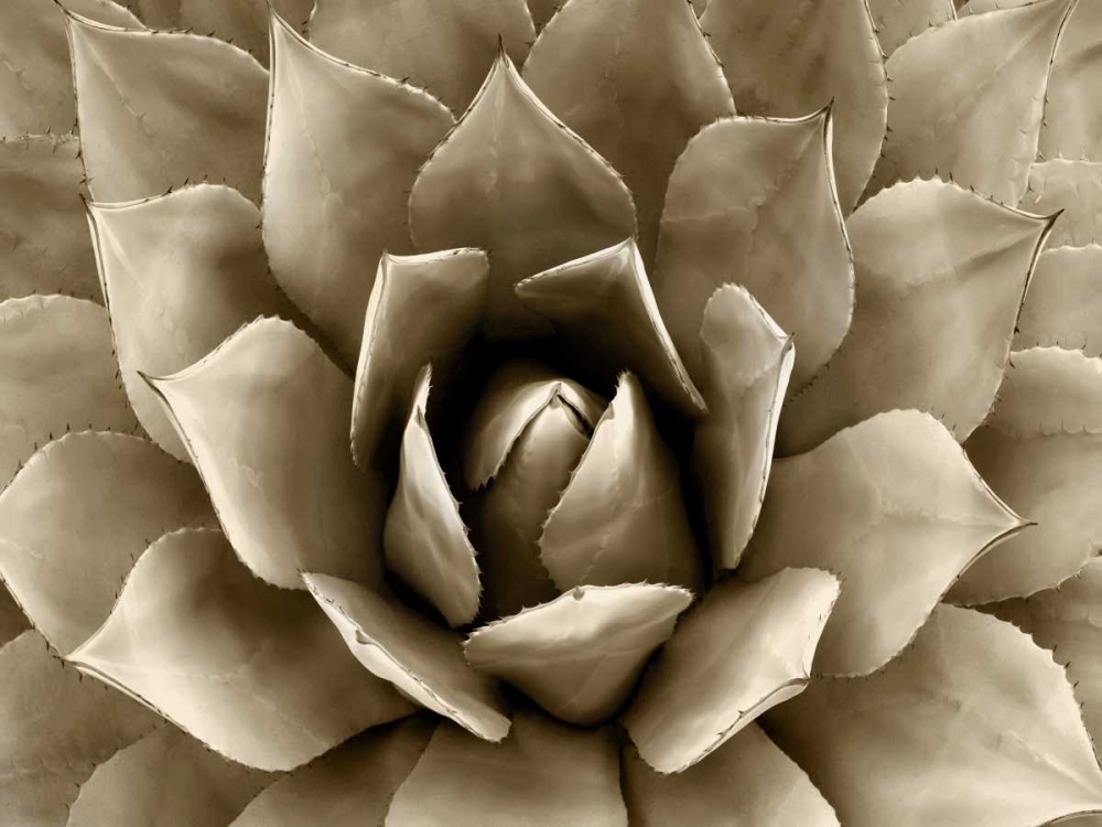 Succulent Taupe II art print by Mia Jensen for $57.95 CAD