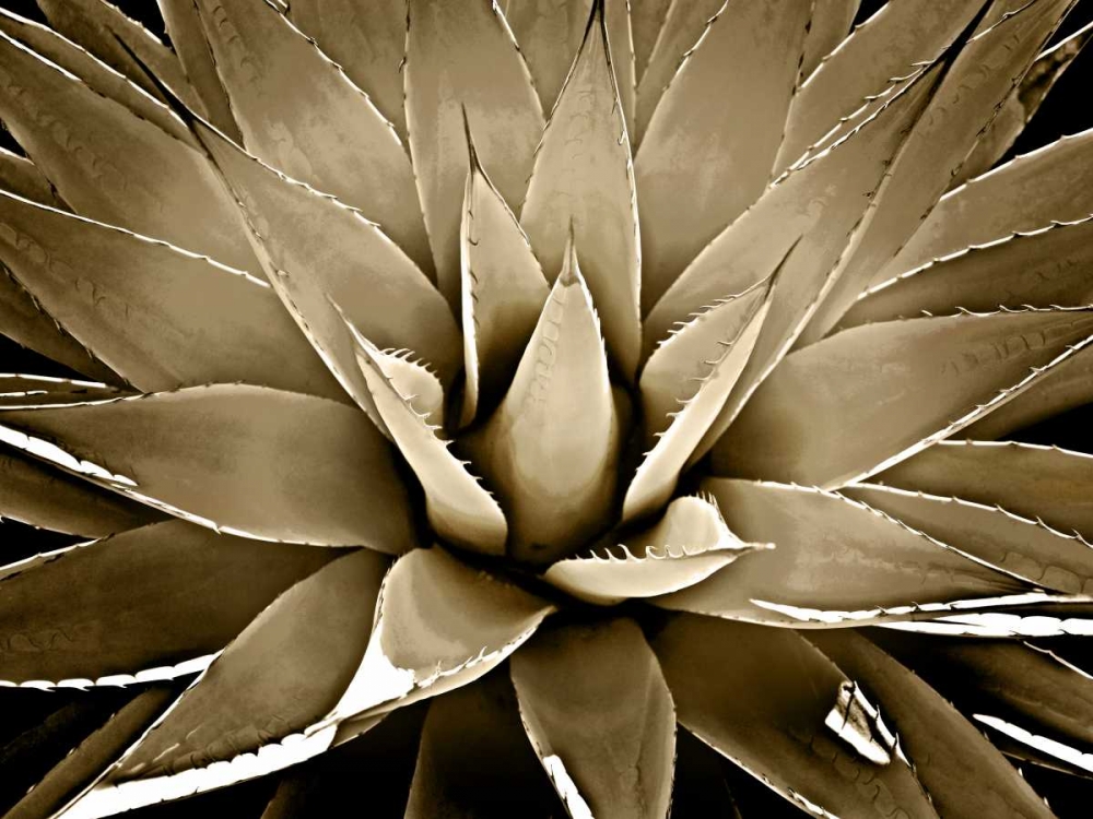 Succulent Taupe III art print by Mia Jensen for $57.95 CAD