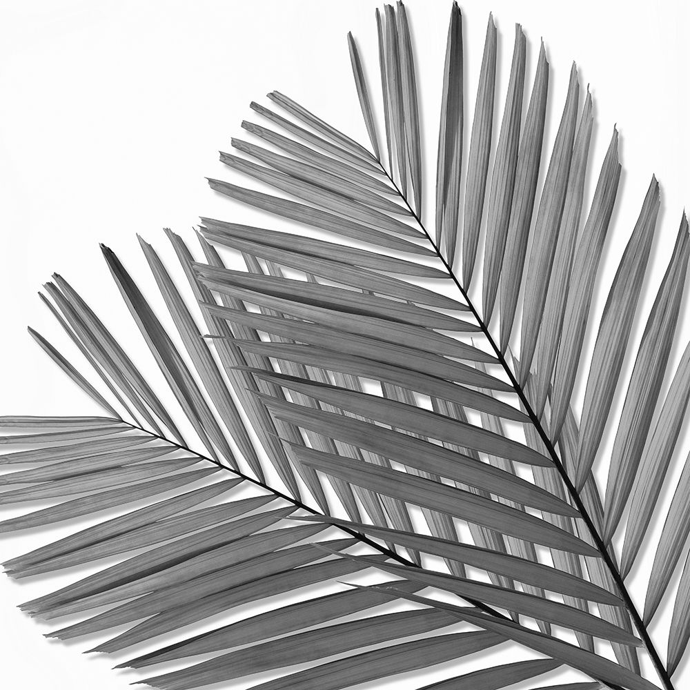 Palm Black and White I art print by Mia Jensen for $57.95 CAD