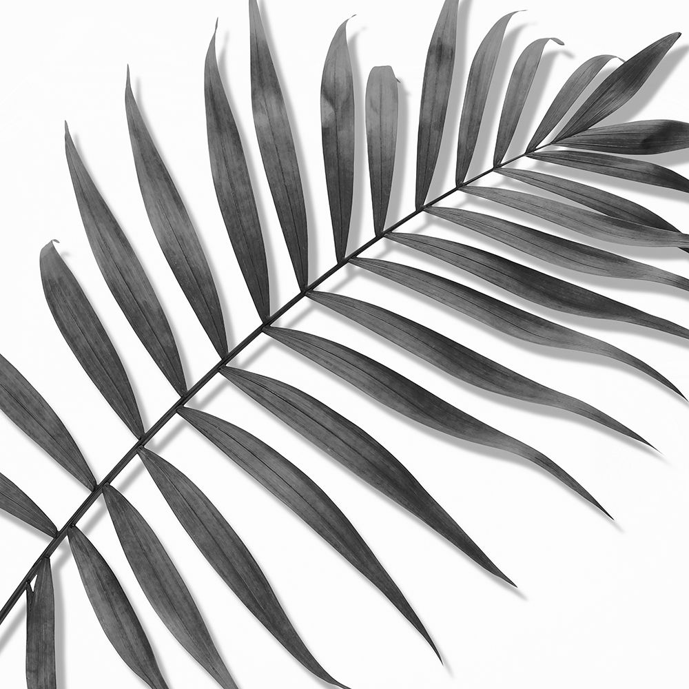 Palm Black and White II art print by Mia Jensen for $57.95 CAD