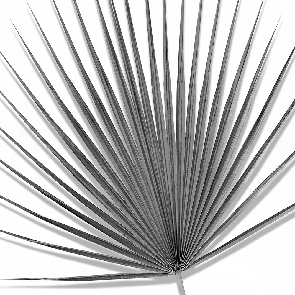 Palm Black and White III art print by Mia Jensen for $57.95 CAD