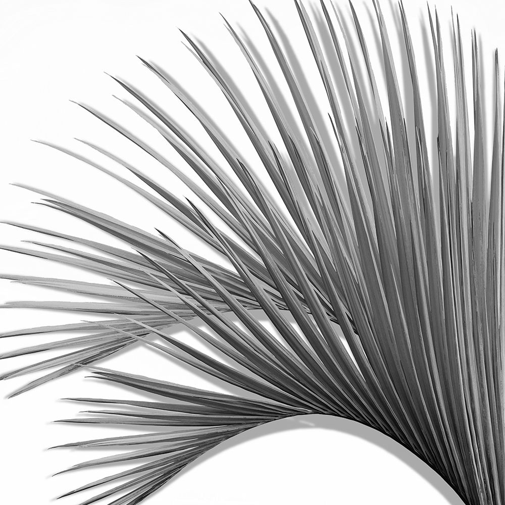 Palm Black and White IV art print by Mia Jensen for $57.95 CAD